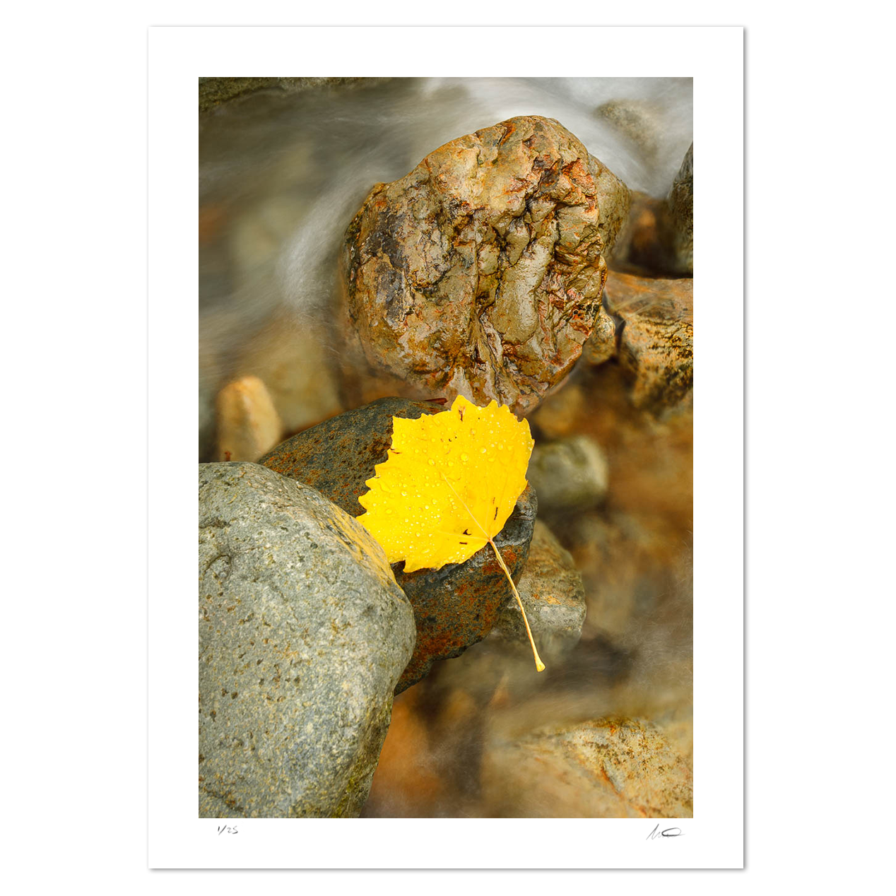 Buttermere Leaf