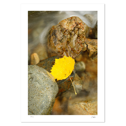Buttermere Leaf