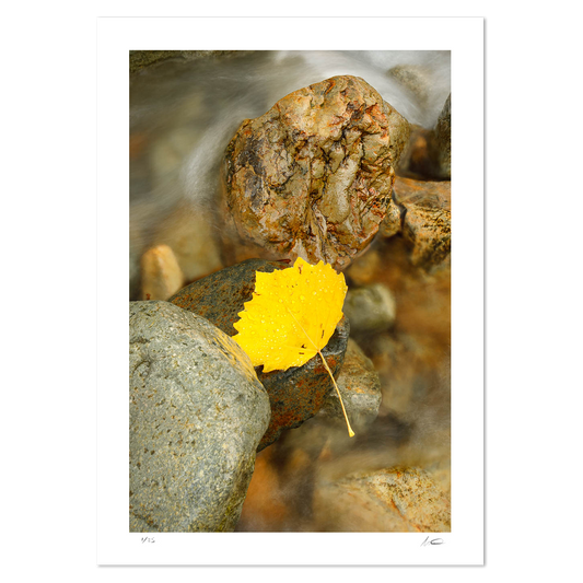Buttermere Leaf
