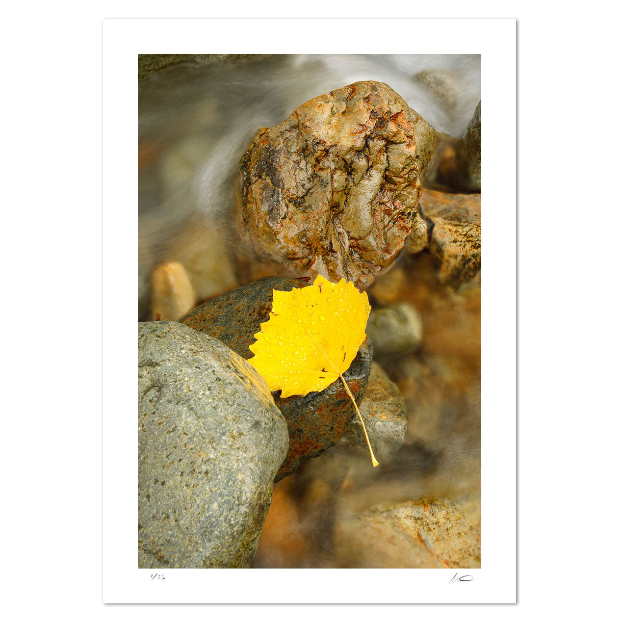 Buttermere Leaf