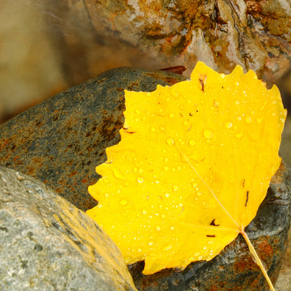 Buttermere Leaf