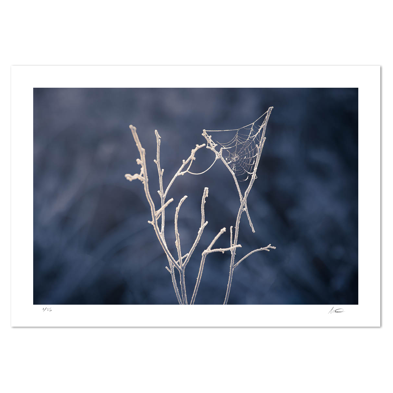 Winter's Web