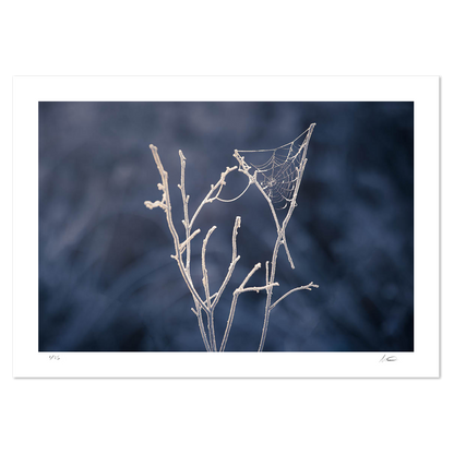 Winter's Web