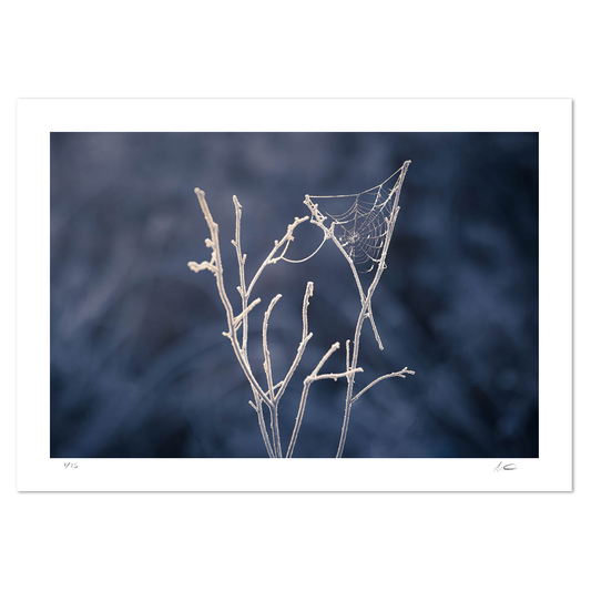 Winter's Web
