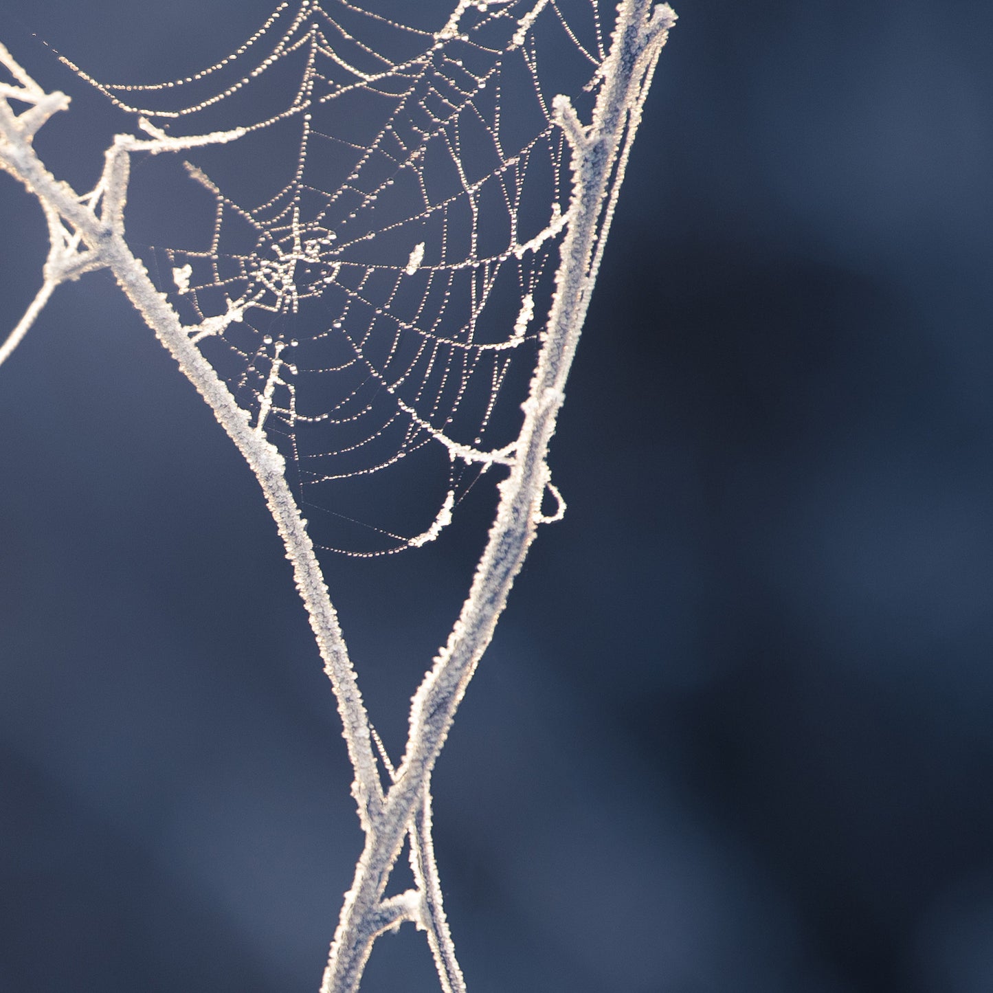 Winter's Web